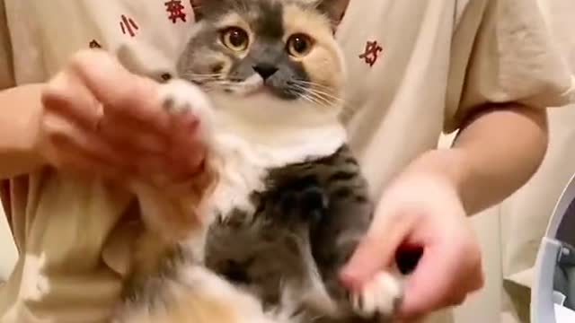 funnyvideos#cat#cute