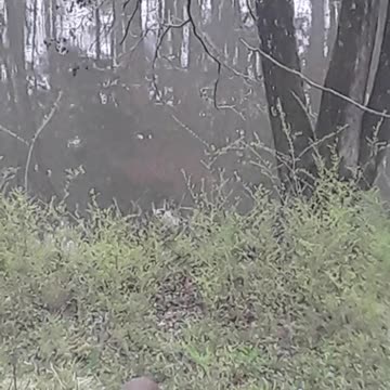 Zombie Deer Virus Has Returned