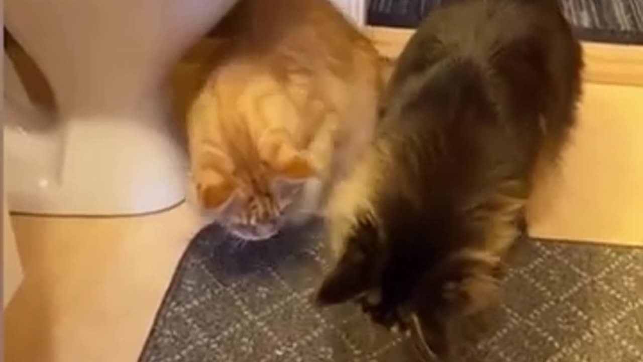 If cats were humans (Funny Cat Videos)