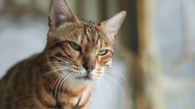 Gorgeous spotted cat with kind eyes looking in camera