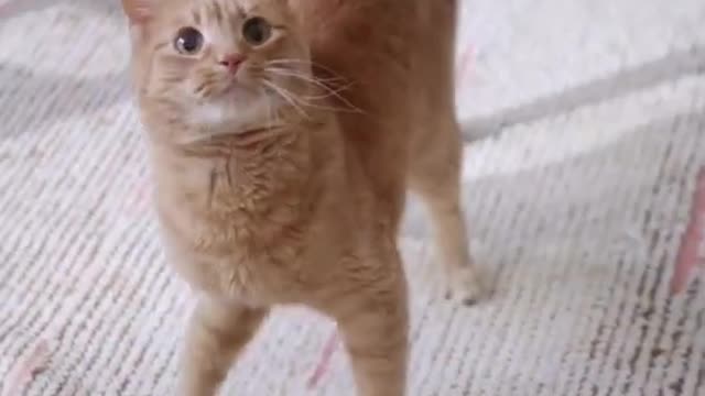 😸 THE BEST CUTE AND FUNNY CAT VIDEOS 😸
