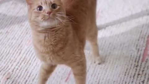 😸 THE BEST CUTE AND FUNNY CAT VIDEOS 😸