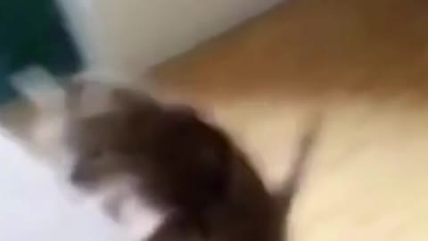 Cat Gets Knocked Out