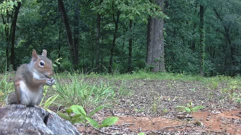 Squirrel loves the camera eating a nut