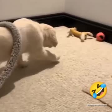 Dog gets scared. #Shorts 2021