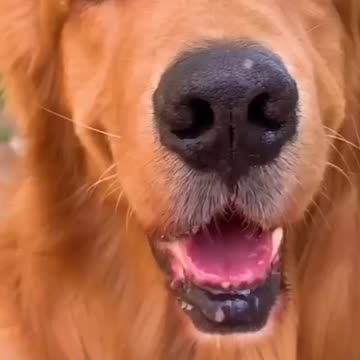 SMART GOLDEN RETRIEVER FIND THE WAY HOW TO GOT FOOD