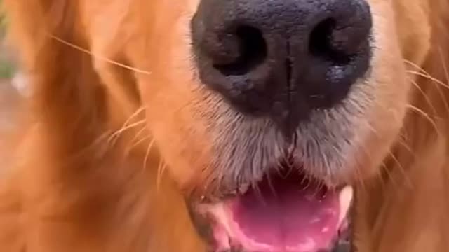 SMART GOLDEN RETRIEVER FIND THE WAY HOW TO GOT FOOD