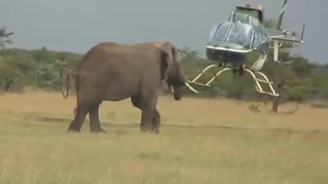 Best elephant video