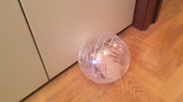 Hamster In the Exercise Ball