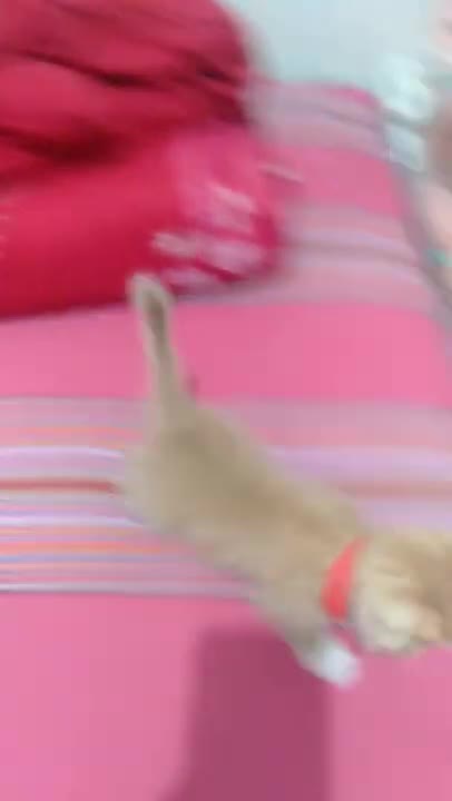 Animals Cute Kittens and Funny Cat video Clip 2021