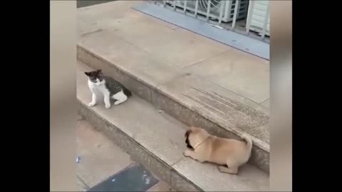 Cat VS Dog Funny Animal