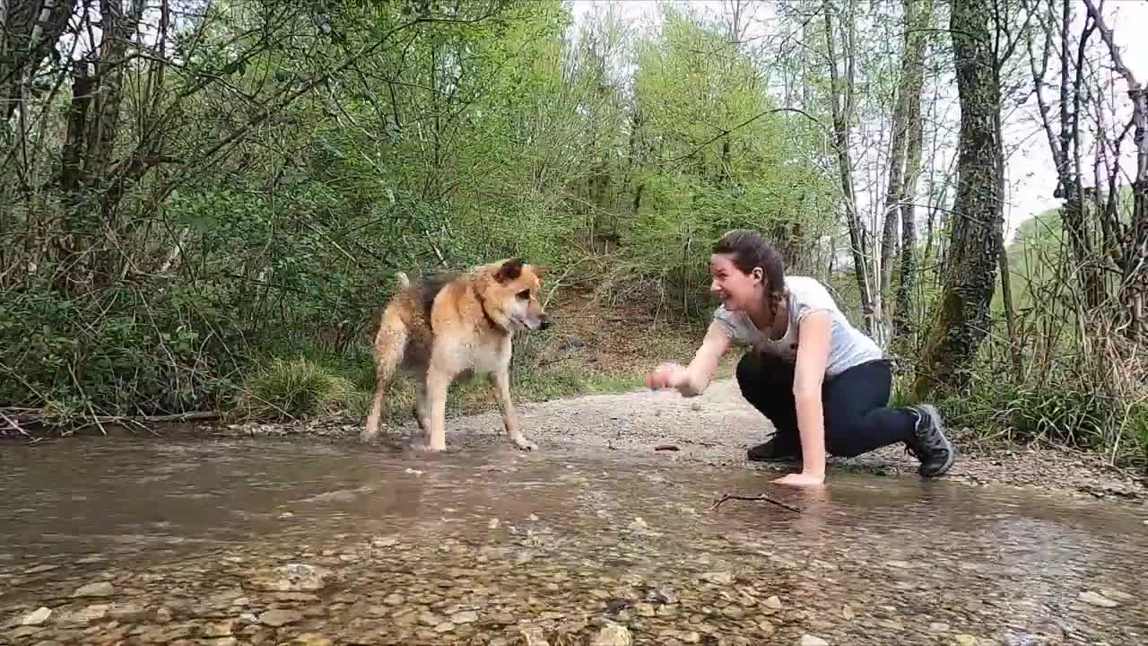 German Shepherd Having Fun