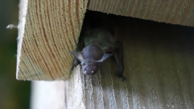 Feeding & Care of Infant Bats