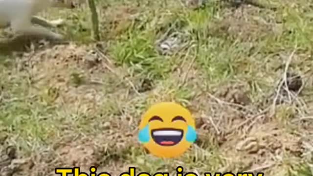 Funny Dog