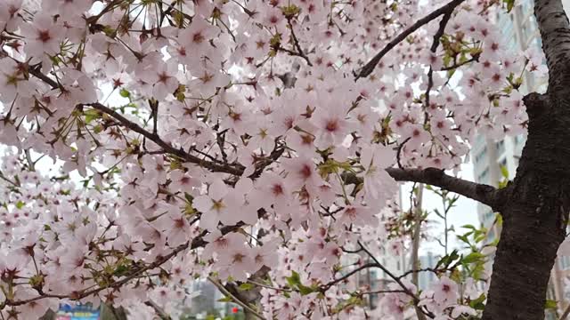 cherry blossoms in full bloom