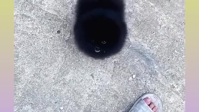 #dog video