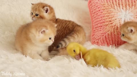 Kittens walk with little duckling | Series 1