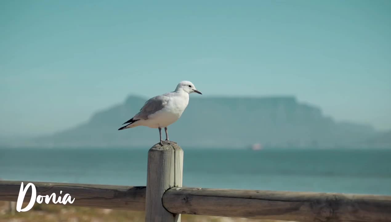 seagull birds