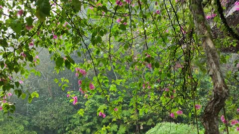 Relaxing Rain Sounds with Piano Music ASMR