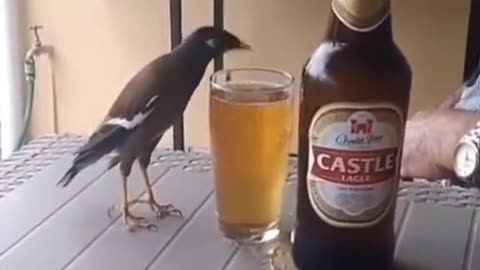 Birds to drink