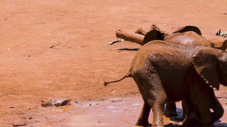 Two Elephants kids are Playing In The Mud