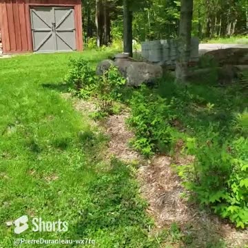 Haskap Hedge and More