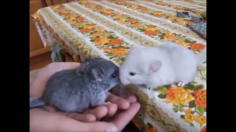 Cute chinchilla enjoys playing and eating session