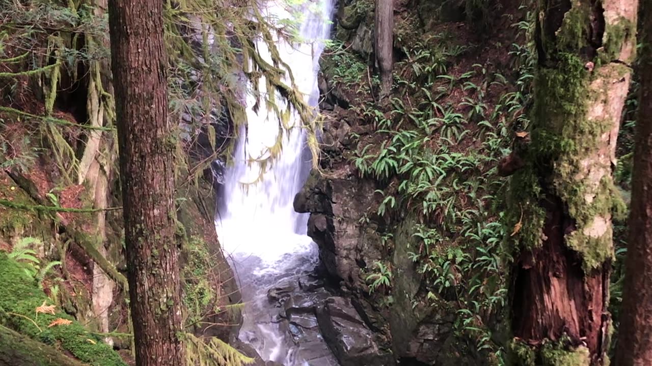 Waterfall in a Forest