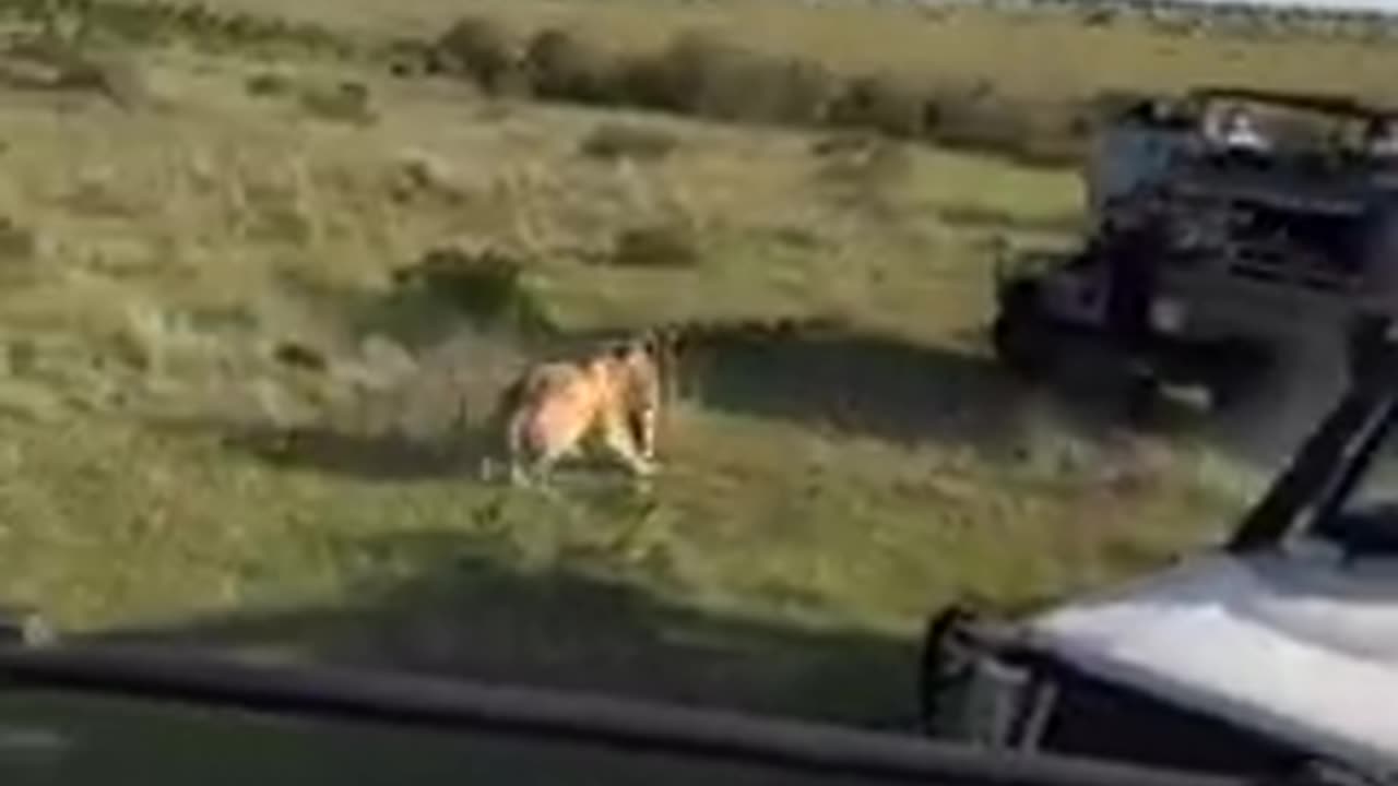 Lion kill baby cheetah