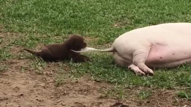 Tail Pulling Puppy Pesters Pot-Bellied Pig