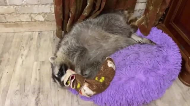 Raccoon loves his favorite bedspread like crazy 5