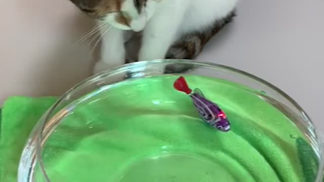 Cat playing with toy fish