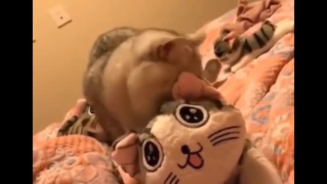 Try Not to Laugh 😂 - Funny Cats videos