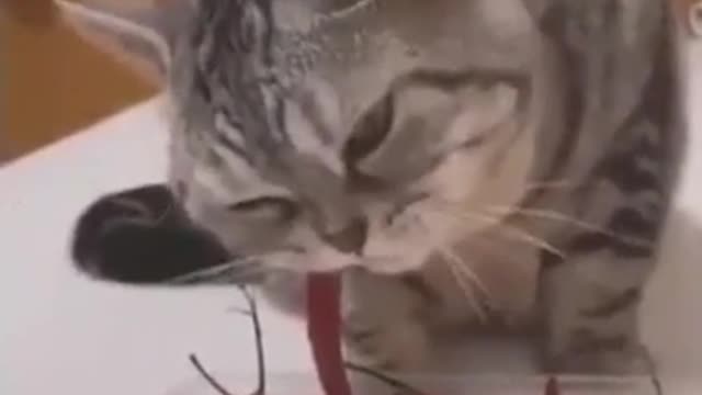 I am very sorry for the cat!