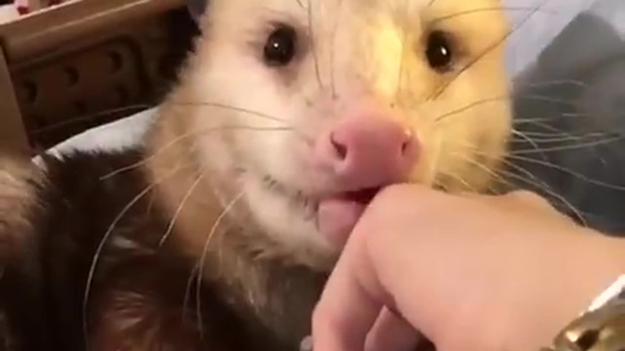 Are opossums affectionate? this opossum provide answer !!!🐭🦡