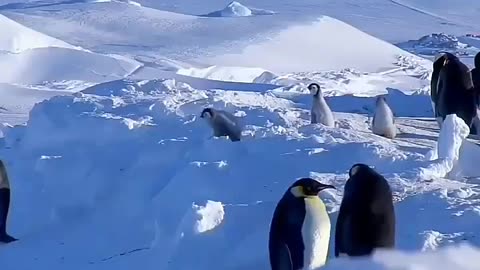 Funny penguins😂😂😂😂