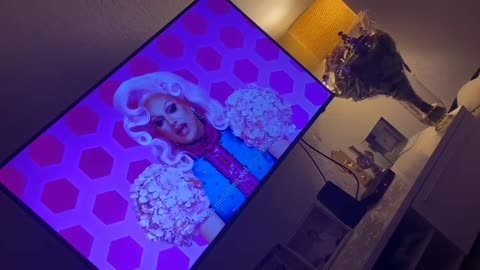 Pomerian watching rupaul drsgg race on the couch