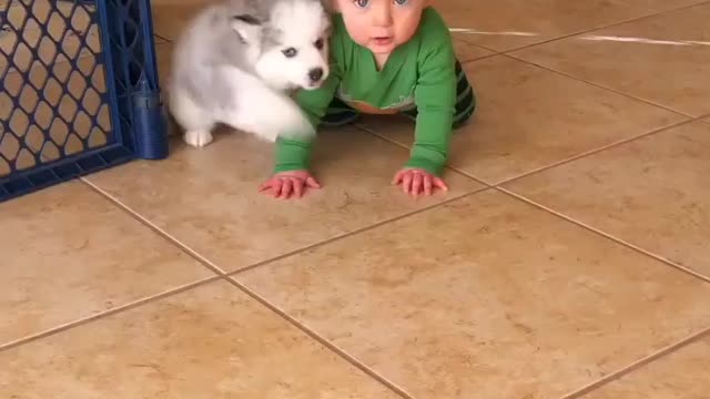 watch a dog playing with a small child