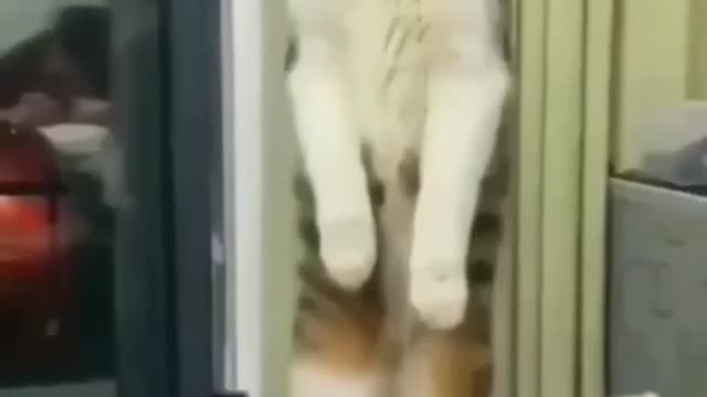 Cat reaction #cat