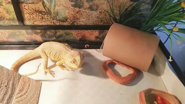 Bearded Dragon hunting Superworms