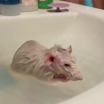 Rat takes a bath
