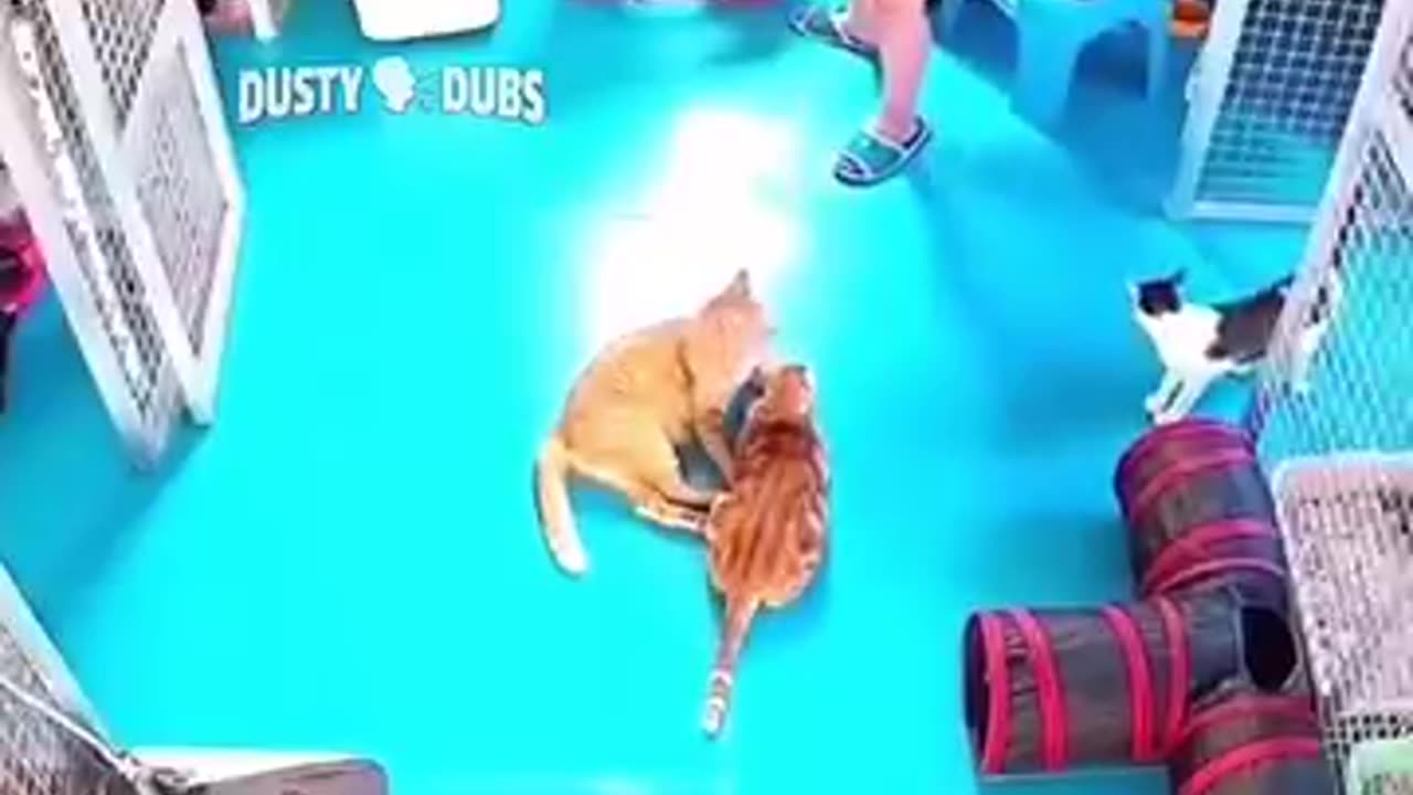 Cats videos voices compilation