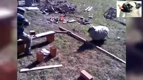 Cute pets and funny animals - Compilation #4