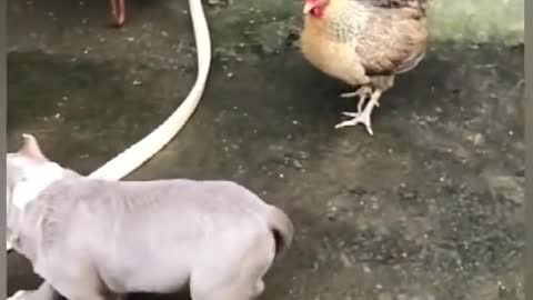 Funny chicken and dog fights