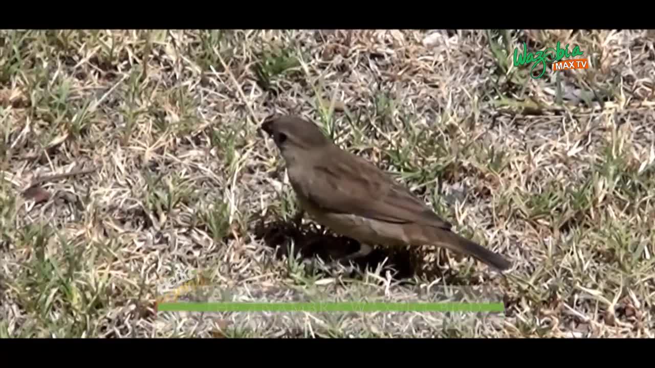 THE ANAMBRA WAXBILL BIRD