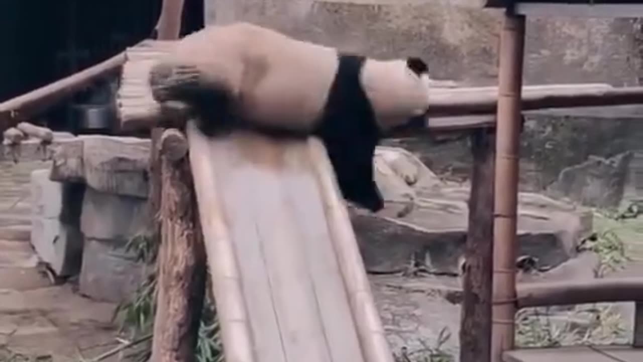 cute panda