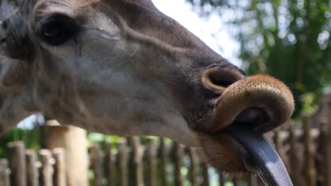 Close Up of Funny Giraffe Eating Carrot at Zoo