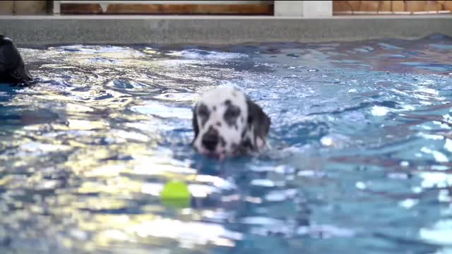 Puppy's Pool Time