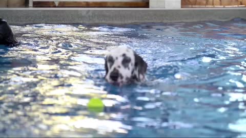 Puppy's Pool Time