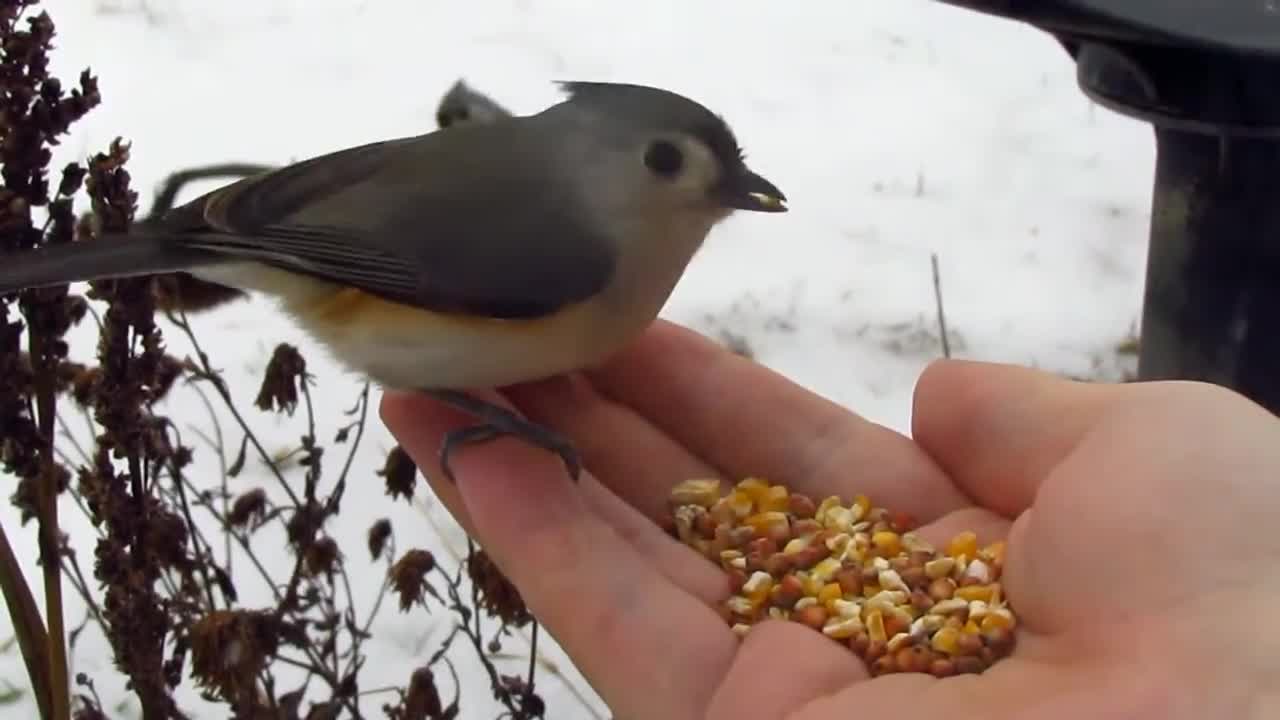 Friendly cute tufted Timouse eats out of boy's Hand